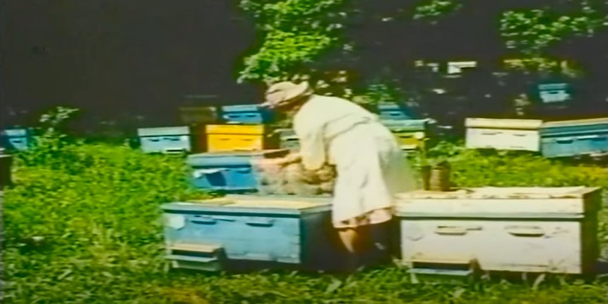 Бджоли і здоров'я людини