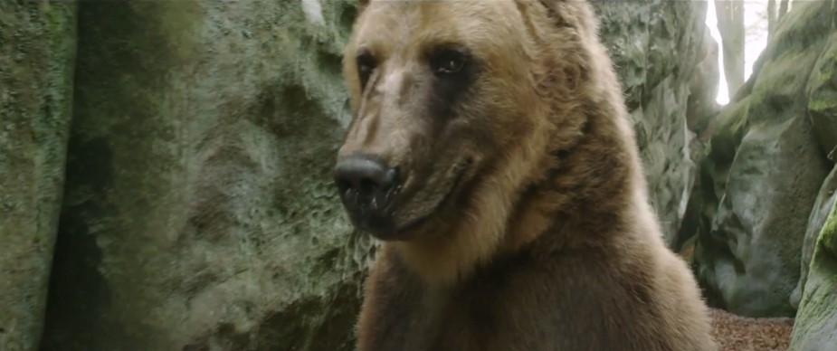 Урсус. Кавказький бурий ведмідь